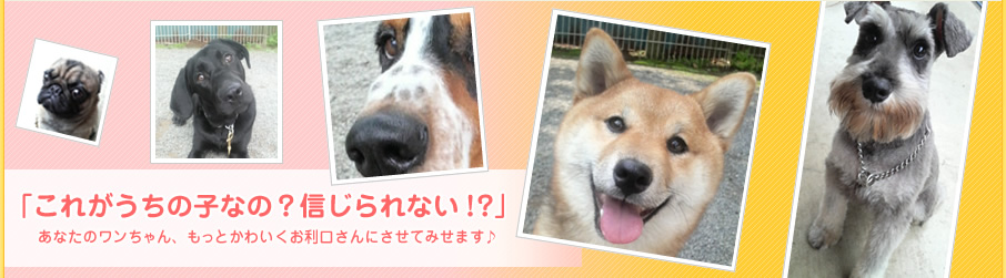 犬のしつけ・東京付近対応のサカタドッグスクールは、あなたのワンちゃん、もっとかわいくお利口さんにさせて見せます♪